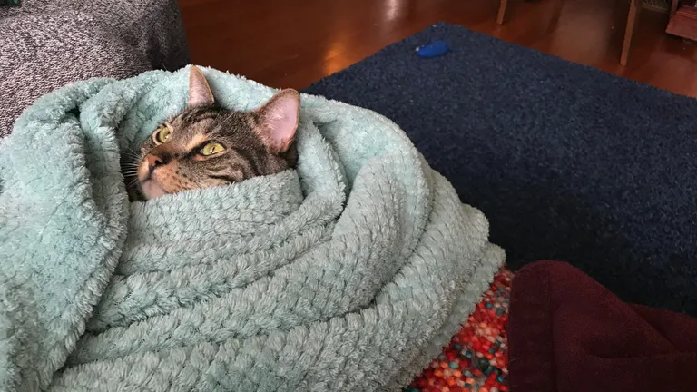 My grey tabby cat Argo wrapped up in a blue blanket. Only his head is visible.